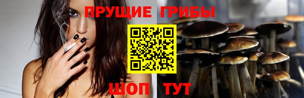 Сосновый Бор  Псилоцибиновые грибы Psilocybe  Вход с VPN 